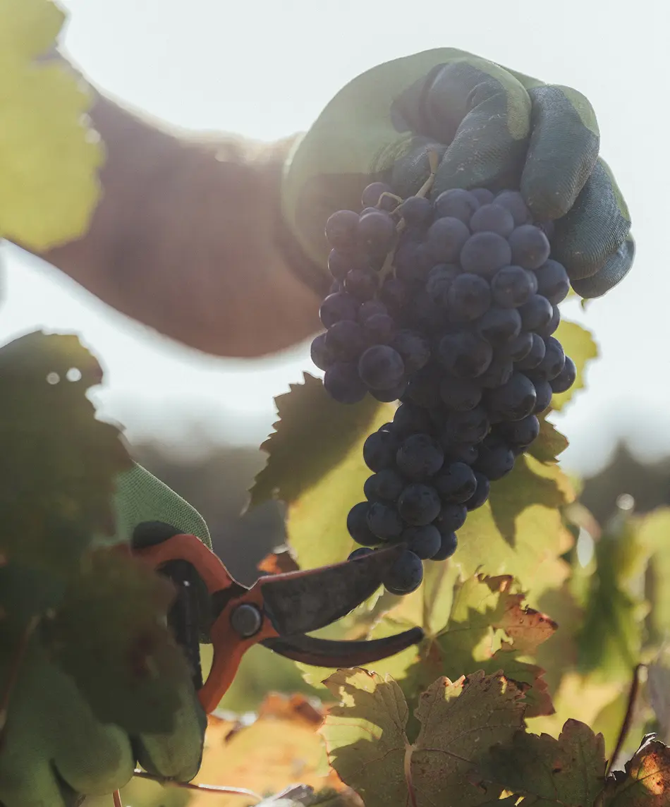 bodega con comida requena