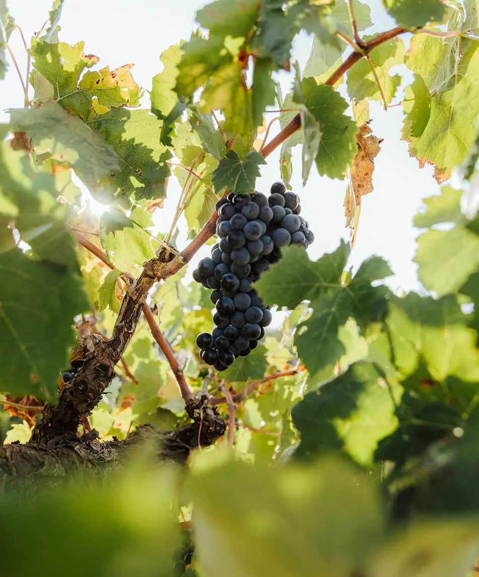 Enoturismo requena con comida